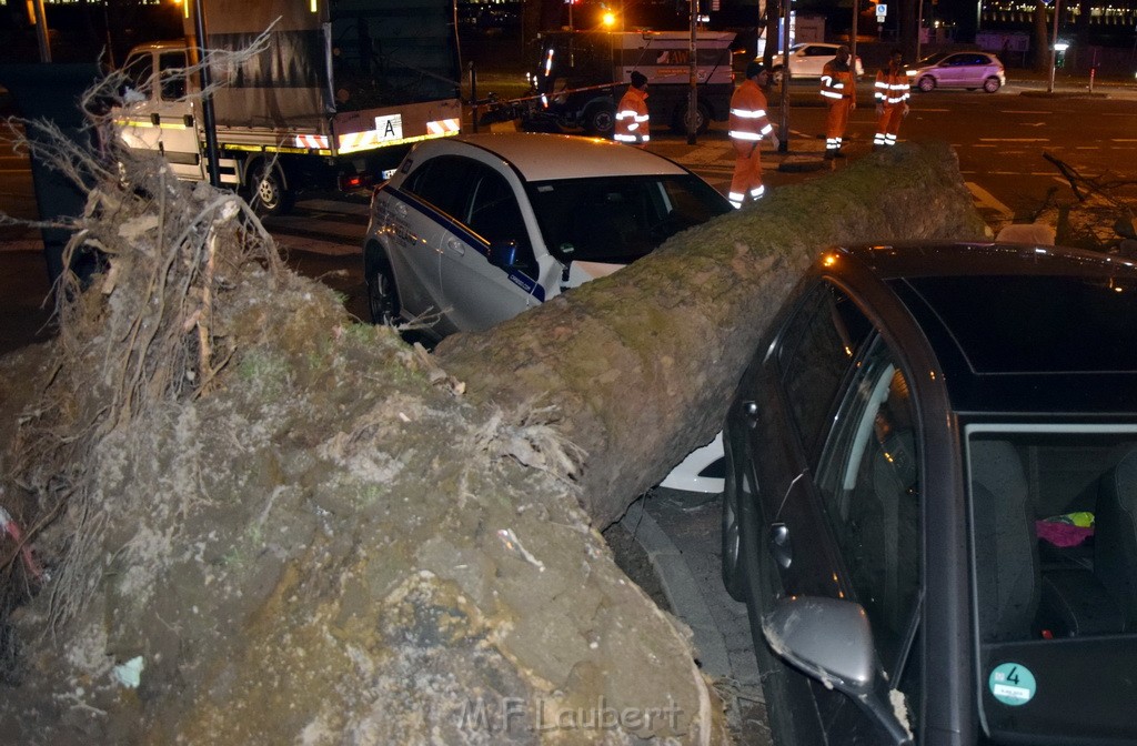 Baum auf PKWs Koeln Mitte Rheinuferstr Goldgasse P037.JPG - Miklos Laubert